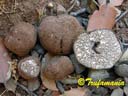 Tuber panniferum